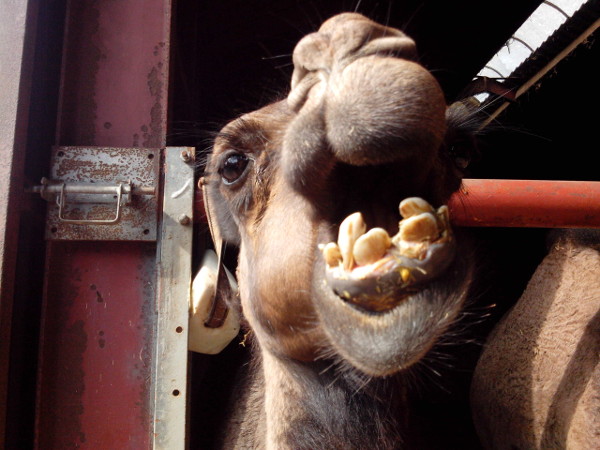noortje_dromedary